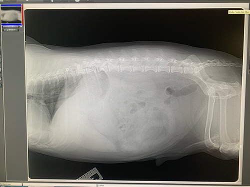 Radiology