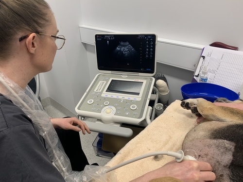 Ultrasound